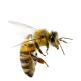 ABEJA